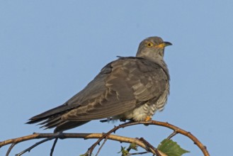 Cuckoo sitting on branch looking right in front of blue sky, Lake Neusiedl, Burgenland, Austria