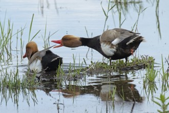 Garganey two males with open beak threatening in water standing next to each other looking left,