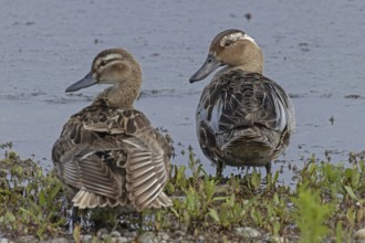Garganey male and female standing next to each other on the water's edge, Lake Neusiedl,