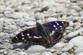 Lesser purple emperor Red emperor butterfly with open wings sitting on gravel from behind, Lake