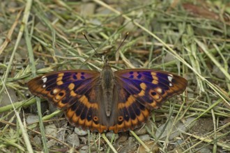 Lesser purple emperor Red-winged emperor with open wings sitting on gravel with green stalks from