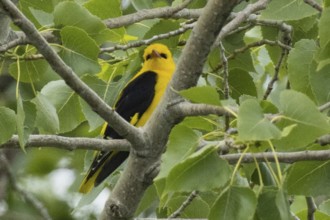 Male oriole sitting on a branch between green leaves looking from the front right, Lake Neusiedl,
