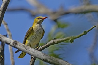 Female oriole sitting on branch looking from the front right in front of blue sky, Lake Neusiedl,