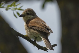 Red-backed shrike, female sitting on branch looking left in front of blue sky, Lake Neusiedl,