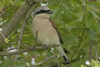 Red-backed shrike male sitting on a branch looking from the front right, Lake Neusiedl, Burgenland,