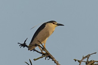 Night heron adult bird with decorative feather standing on branch looking right in front of blue