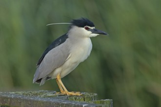 Night heron adult bird with decorative feather standing on wooden post looking right, Lake