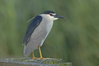 Night heron adult bird with decorative feather standing on wooden post looking right, Lake