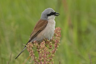 Red-backed shrike male with open beak sitting on red-green panicle looking right, Lake Neusiedl,