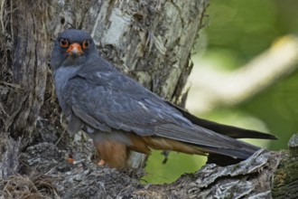 Red-footed Falcon male sitting in front of tree trunk looking left, Lake Neusiedl, Burgenland,