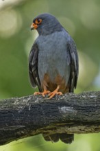 Red-footed Falcon male sitting on a branch looking from the left, Lake Neusiedl, Burgenland,
