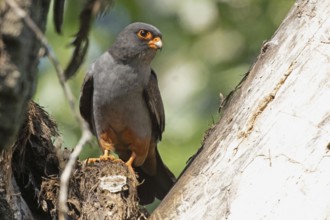 Red-footed Falcon male sitting on branch next to tree trunk looking from front right, Lake