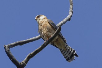 Red-footed Falcon female sitting on branch looking from front left in front of blue sky, Lake