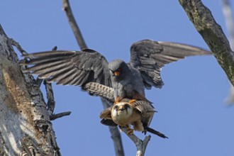Red-footed Falcon male with open wings on female with open beak sitting on branch during mating