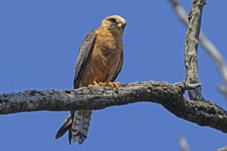 Red-footed Falcon female sitting on a branch looking from the front in front of a blue sky, Lake