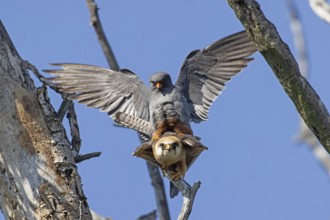 Red-footed Falcon male with open wings on female sitting on branch during mating looking from the