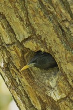 Starling looking out of breeding hole in tree trunk on the left, Lake Neusiedl, Burgenland, Austria