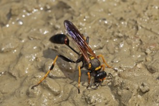 Spider-killer building a ball standing on moist sandy ground looking down diagonally to the right,