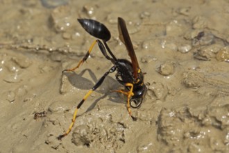 Spider-killer orb building on moist sandy soil standing on the right looking down, Lake Neusiedl,