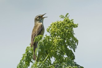 Reed warbler with open beak sitting on branch with green leaves singing looking right in front of