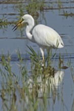 Great White Egret mirror image with fish in beak standing in water looking left, Lake Neusiedl,