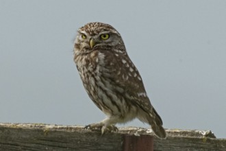Little owl standing on tree trunk looking left in front of blue sky, Lake Neusiedl, Burgenland,
