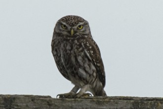 Little owl standing on a tree trunk looking from the front in front of a blue sky, Lake Neusiedl,