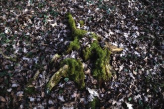 Mossy tree stump in deciduous forest, surrounded by fallen leaves and shade, Kamptal Waldviertel