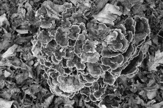 Close-up of mushroom colony on forest floor, surrounded by leaves in black and white style, Kamptal