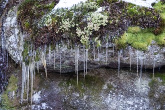 Icicles hanging from moss-covered stones in a windy scene, Kamptal Waldviertel Lower Austria