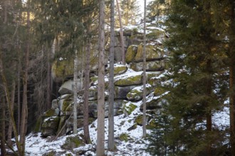 Snow-covered rocks in a wooded area with tall trees, Kamptal Waldviertel Lower Austria Austria