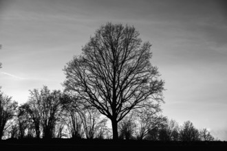 Black and white image of a tree in silhouette against a sky, Waldviertel Lower Austria Austria