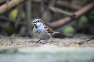 A sparrow (Passer montanus) on the ground surrounded by a natural blurred background-Dhaka,