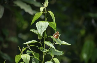 A butterfly resting on green leaves in a natural environment-Dhaka, Bangladesh