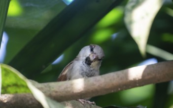 A sparrow (Passer montanus) perched on a branch surrounded by green leaves-Dhaka, Bangladesh