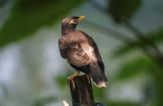 Myna (Acridotheres tristis) bird perched on a branch in a natural green setting-Dhaka, Bangladesh