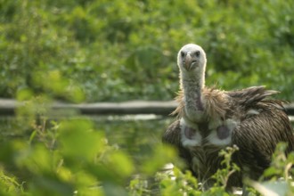Vulture (Gyps himalayensis) resting in dense green foliage beside water-Dhaka, Bangladesh