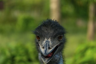 Close-up of an ostrich (Struthio camelus) head with a soft focus green background-Dhaka, Bangladesh