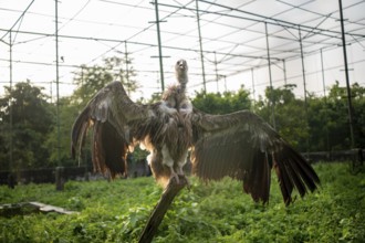 Vulture (Gyps himalayensis) with wings spread, standing on a branch in an enclosure-Dhaka,
