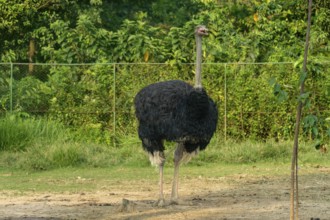 Large ostrich (Struthio camelus) standing on sandy ground by a fenced greenery-Dhaka, Bangladesh