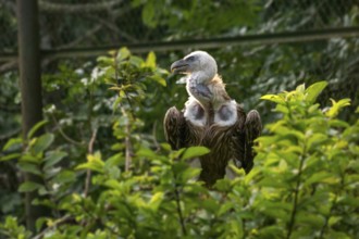 Vulture (Gyps himalayensis) perched among lush green foliage, looking alert-Dhaka, Bangladesh