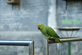 Green Rose-ringed Parakeet with a red beak perched on a metal railing in an urban setting, Dhaka,