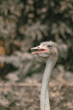 Side view of an ostrich (Struthio camelus) with a blurred leafy background-Dhaka, Bangladesh