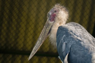 Marabou stork (Leptoptilos crumenifer) in profile view with a large beak and distinctive tufted