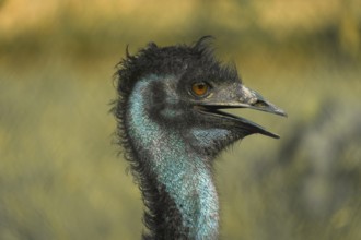 Close-up profile of an emu (Dromaius novaehollandiae) with textured feathers and an open