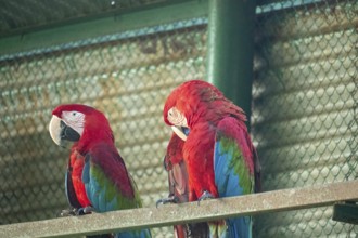 Two scarlet macaws (Ara glaucogularis) with vibrant plumage perched close together-Dhaka,