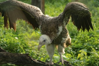 Vulture (Gyps himalayensis) with wings open perched on a branch, surrounded by greenery-Dhaka,
