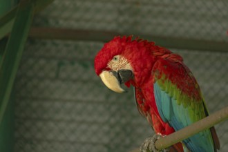 Scarlet macaw (Ara glaucogularis) with vivid red feathers resting on a perch with head