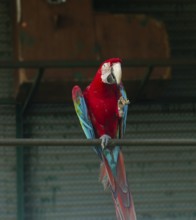 Bright red and green-winged macaw (Ara glaucogularis) perched on a metal bar indoors-Dhaka,