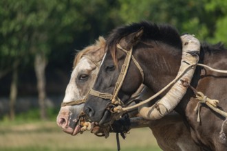 Two bridled horses, one brown and one white, standing together outdoors-Dhaka, Bangladesh